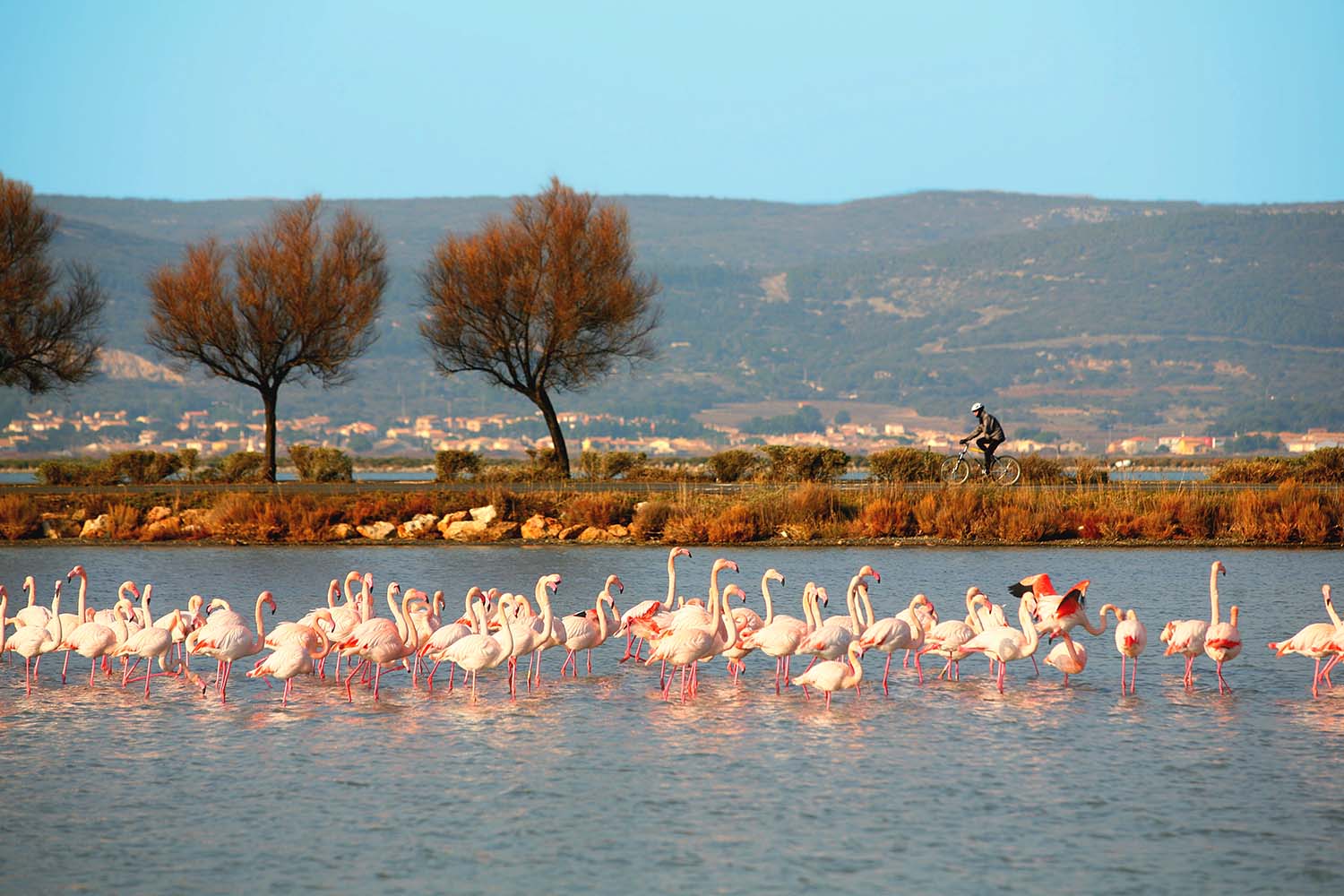 Flamants